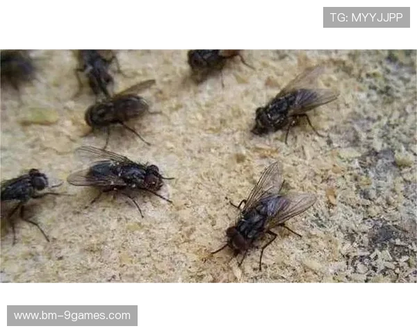 小男孩沉浸游戏世界苍蝇围绕身边成群飞舞引发奇异场景